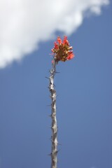 Ocotillo flower and blue sky