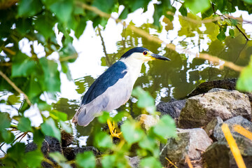 black crowned night heron