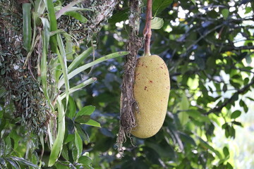 Jackfruit in Brazil - Artocarpus heterophyllus