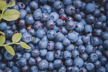 Wild blueberries in a forest clearing.Blueberry background, space for insertion