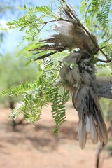 Dead bird 