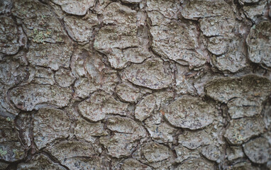 Texture Of Bark Wood Use As Natural Background.Copy space