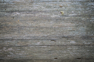 Naklejka premium Texture Of Bark Wood Use As Natural Background.Copy space