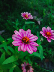 pink cosmos flower