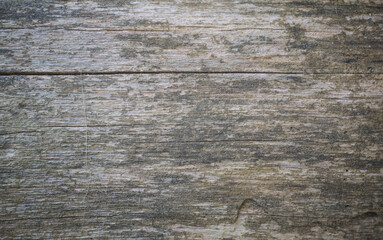 Naklejka premium Texture Of Bark Wood Use As Natural Background.Copy space