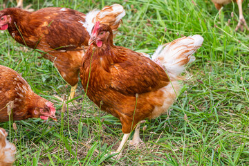 Huhn auf einer grünen Wiese