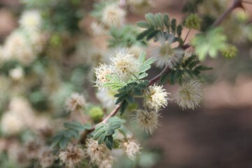 Desert plant