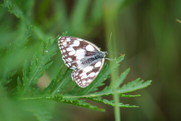 Portrait, Nahaufnahme eines Schachbrettfalters, Schmetterling im Gras.