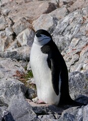 Smiling Chinstrap penguin closeup, looking into camera, Antarctica