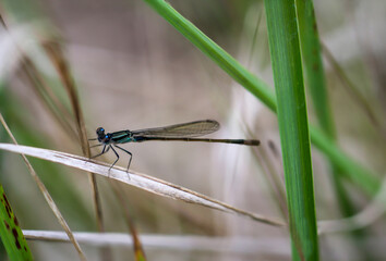 Portrait einer Kleinlibelle (Zygoptera) oder Wasserjunfer. Sie gehören zu den Libellen.