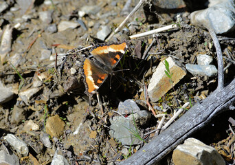 Milbert's Tortiseshell buterfly on damp rocky ground.
