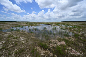 Solution Hole in Hole-In-The-Donut restoration project area in Everglades National Park, Florida under summer cloudscape.