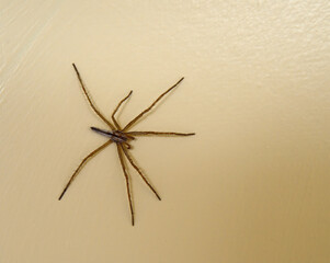 Closeup of Wolf Spider, missing a leg.