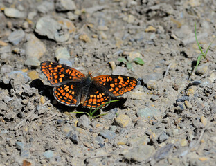 Close up of Variable Checkerspot butterfly with wings spread.