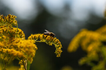 Biene auf einer Blume