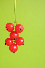 Red currants on a green background. Fresh berry picking, macro photo. Organic healthy healthy vitamin food concept.