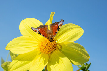 Butterfly on a yellow flower against the blue sky close-up. Bright summer image.