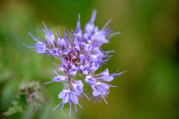 Thistle flowers in the forest. Close-up photographed.