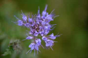Thistle flowers in the forest. Close-up photographed.
