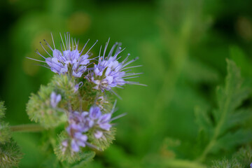 Thistle flowers in the forest. Close-up photographed.