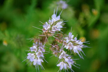 Thistle flowers in the forest. Close-up photographed.