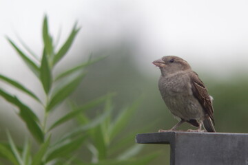 female sparrow sitting on a metal edge