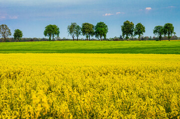 Rape. Yellow rapeseed field, spring in Poland. Trees on the horizon.