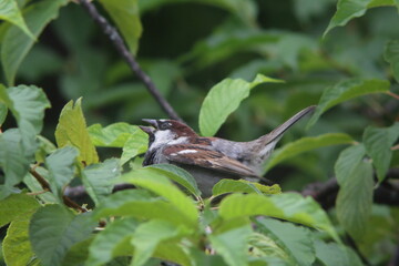 male sparrow sitting in the middle of tree
