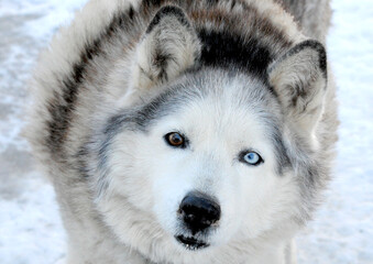 husky portrait