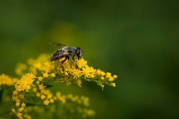 Biene auf einer gelben Blume