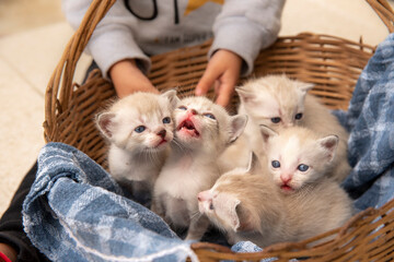 Fototapeta na wymiar Grupo de pequenos gatinhos listrados em uma cesta velha 