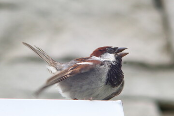 Male sparrow sitting on the edge
