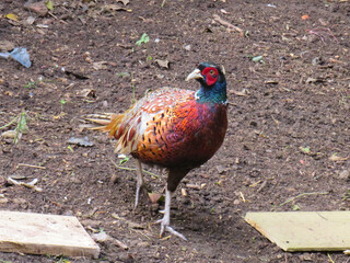 Pretty Pheasant cock