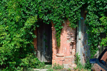 close-up - the old ajar door to the house, overgrown with green ivy, you can see the mirror of the car standing next to
