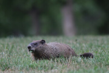 Marmot sitting in the grass