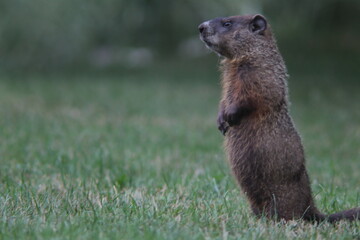 Marmot standing in the grass