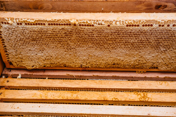 Frame with honeycomb. The honey in the frame is prepared for downloading and filling. Wooden frames of honey are installed in the hive. Bee house, beekeeping.