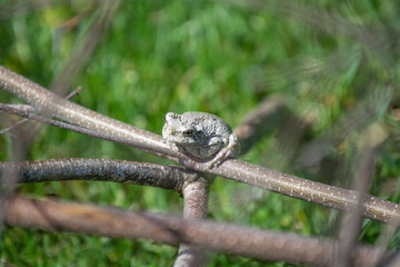White Tree Frog on a Branch - Angled