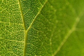Liść, makro, faktura