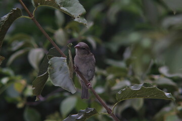 female sparrow in the middle of tree