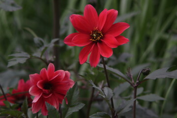 Red flower in natural lighting