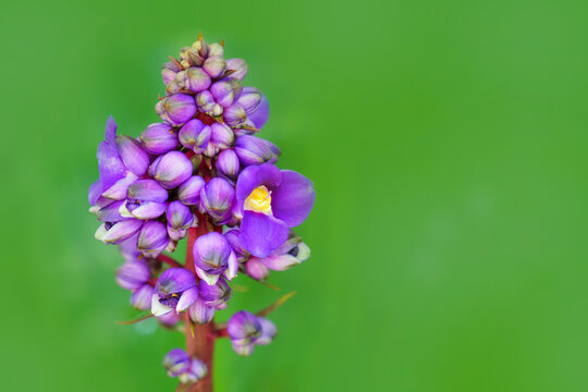 Blue ginger or Dichorisandra thyrsiflora wild flower on green background