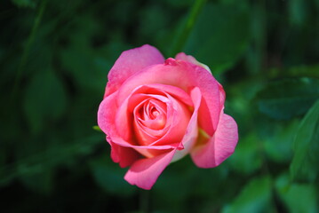 pink rose