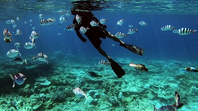 Man Snorkeling In A Tropical Sea With Beautiful Fishes Underwater - Underwater Shot (Slow Motion)