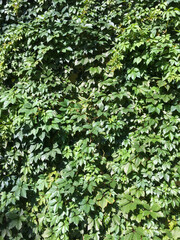 The wall is overgrown with green ivy. Summer