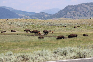 Fototapeta na wymiar Yellowstone Bison
