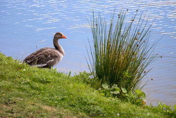 Greylag Goose (Anser anser) by a Lake near Turners Hill