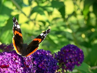 Motyl, motyl na kwiatku, Budleja Dawida