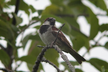 male sparrow sitting in the middle of tree