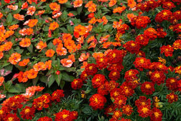 Summer flowers blooming in a flowerbed in an English garden